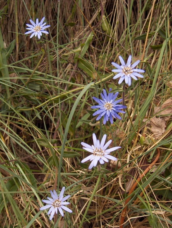 hpim4778.jpg